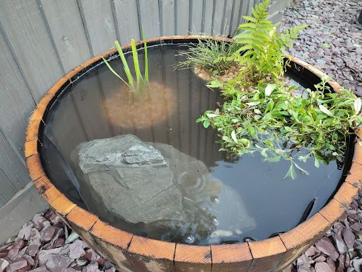 How to Make a Wildlife Barrel Pond for Under £100