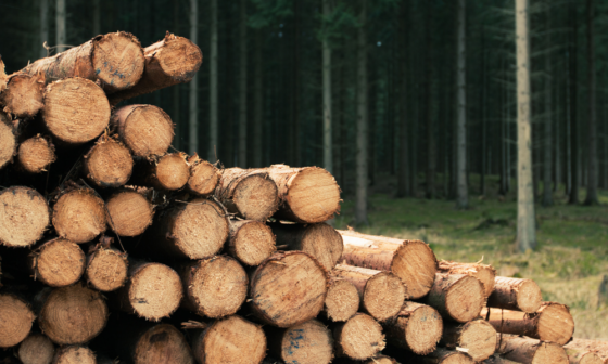 How to Store Logs Outside (5 Tips to Keep Them Dry All Year)