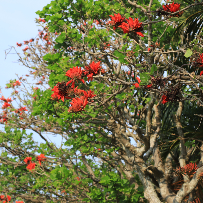 Indian Coral Tree (Erythrina Variegata)