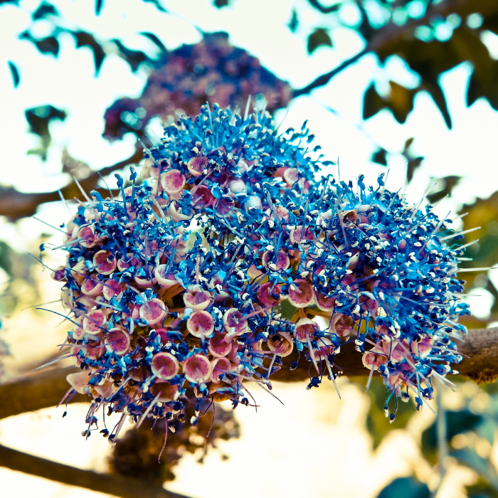 Ironwood (Memecylon Umbellatum)