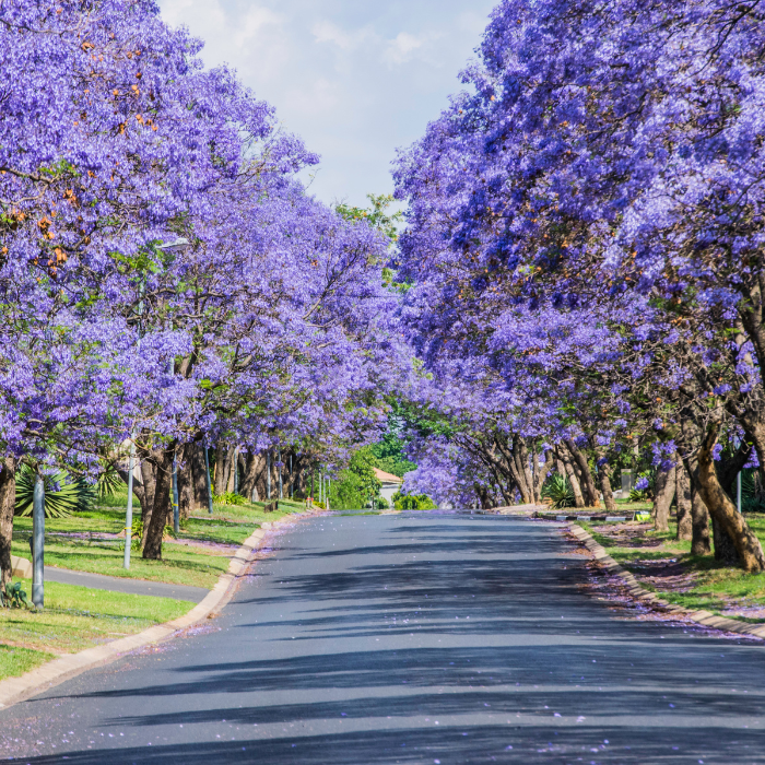 Jacaranda caerulea ‘Boxwood’