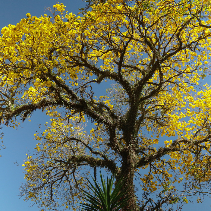 Jamaican Rain Tree (Brya ebenus)