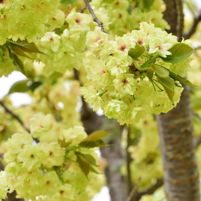 Japanese Flowering Cherry ‘Ukon’ (Prunus ‘Ukon’)