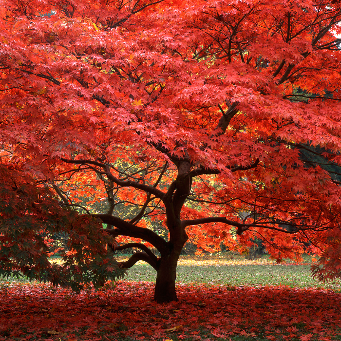 Japanese Maple (Acer Palmatum ‘Atropurpureum’)