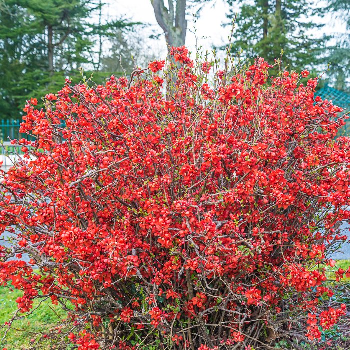 Japanese Quince (Chaenomeles japonica)