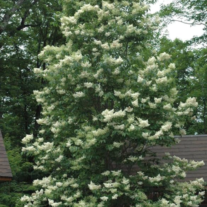 Japanese Tree Lilac (Syringa reticulata)