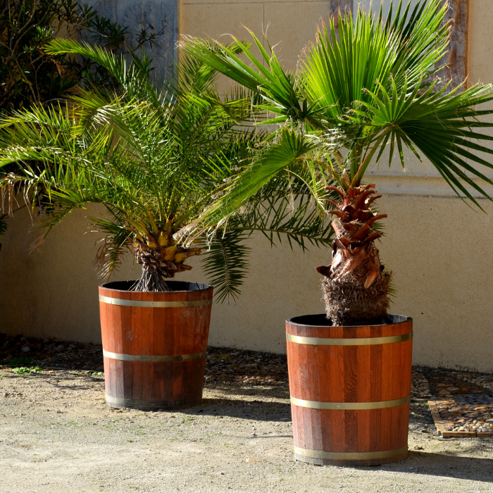 Kentia Palm (Howea forsteriana)