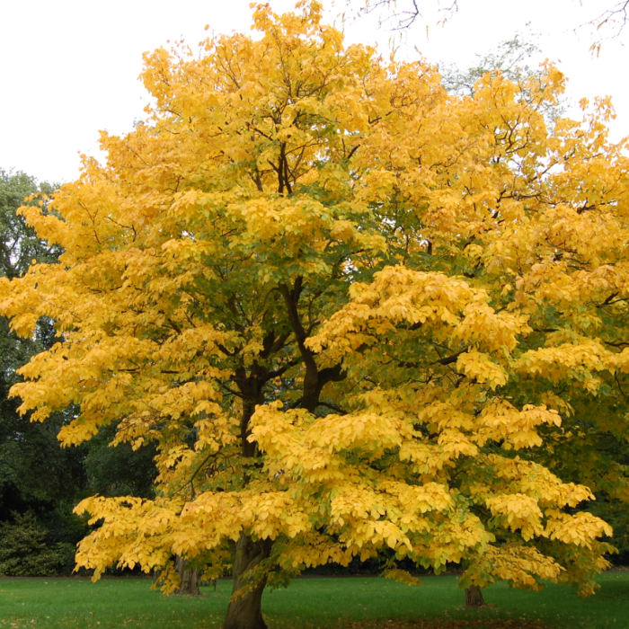 Kentucky Yellowwood (Cladrastis kentukea)