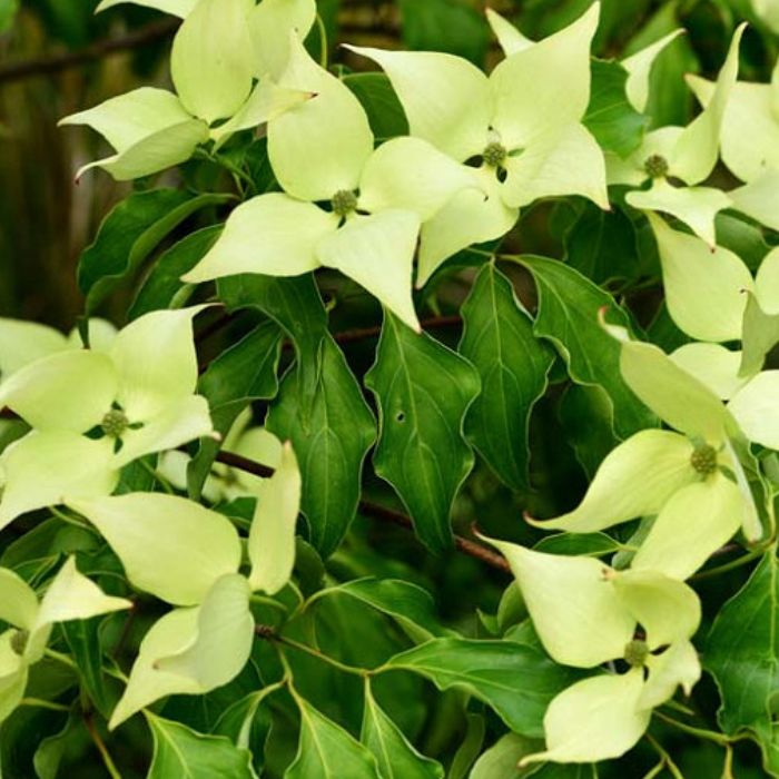 Kousa Dogwood (Cornus kousa)