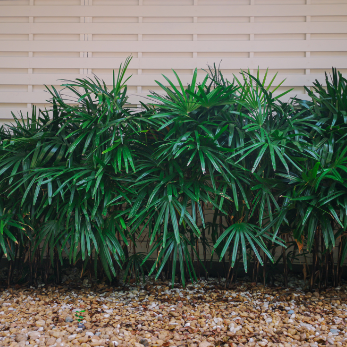 Lady Palm (Rhapis excelsa)