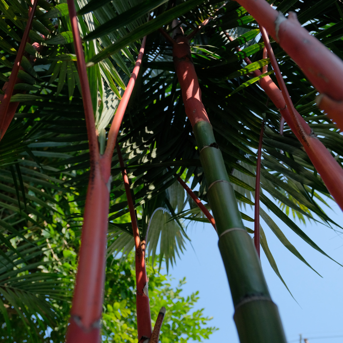 Lipstick Palm (Cyrtostachys renda)