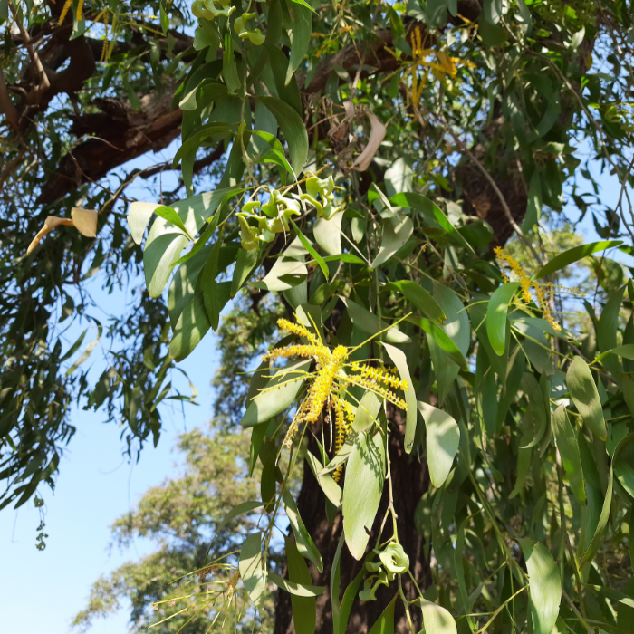 Long-Leaved Wattle (Acacia longifolia)