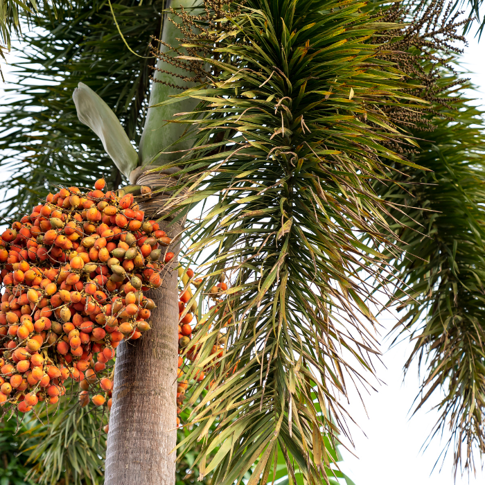 MacArthur Palm (Ptychosperma macarthurii)