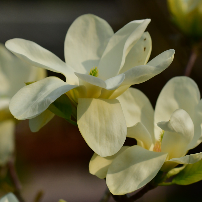 Magnolia 'Elizabeth' (M. acuminata x denudata)