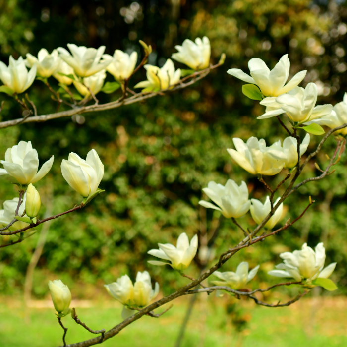 Magnolia ‘Butterflies’ (M. acuminata x denudata)