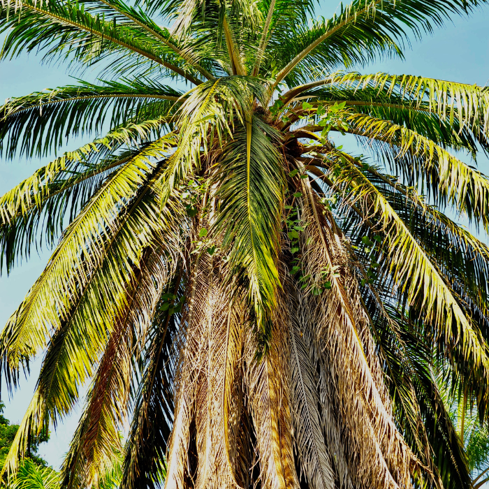 Manila Palm (Veitchia merrillii)