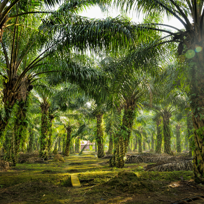 Mazari Palm (Nannorrhops ritchiana)