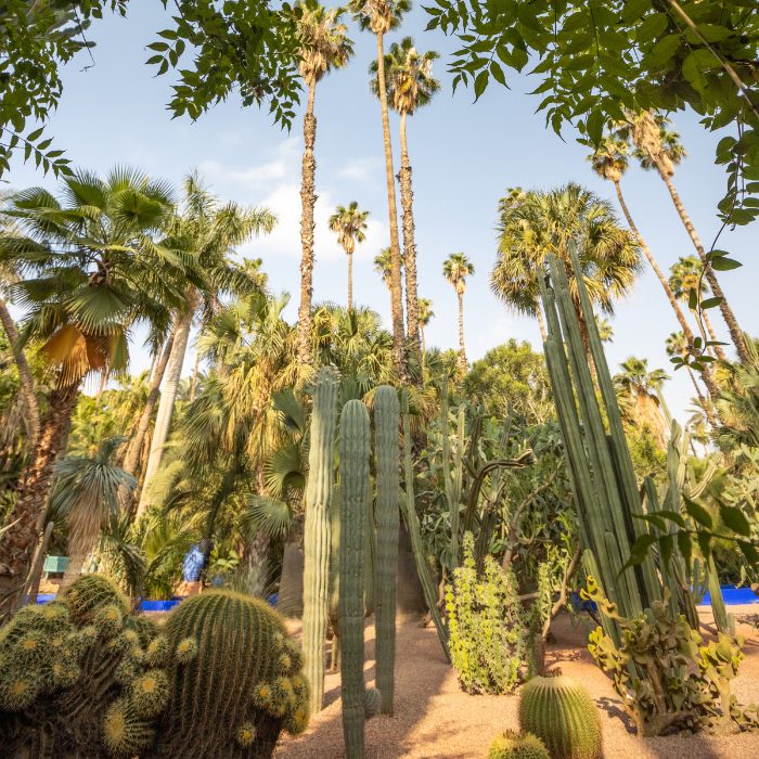 Mexican Fan Palm (Washingtonia robusta)