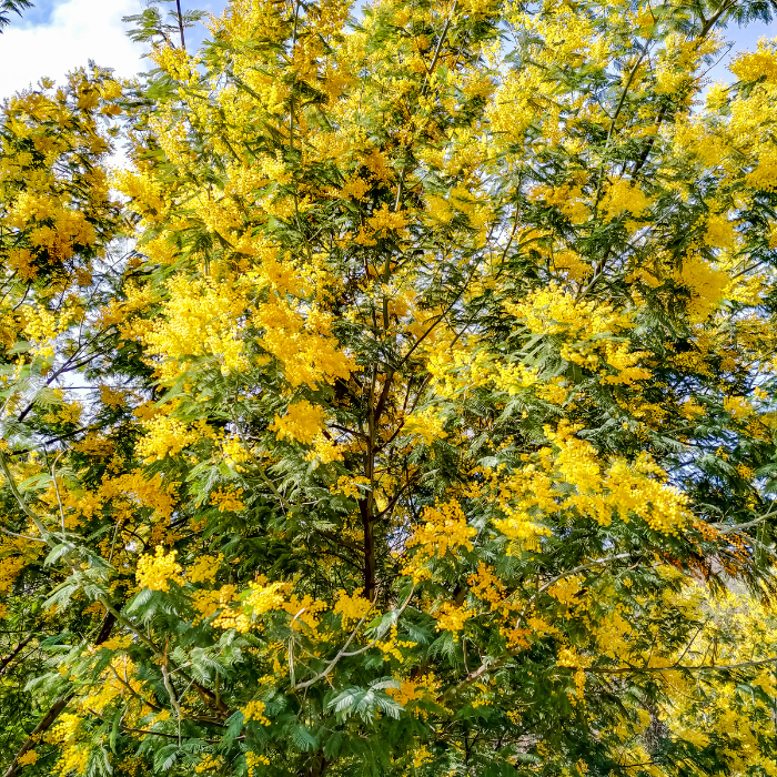 Mimosa Tree (Acacia dealbata)
