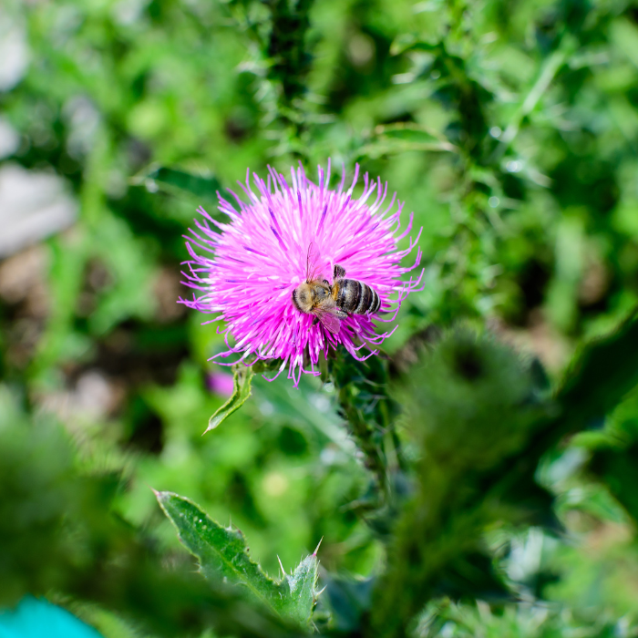 Musk Thistle (Carduus nutans)