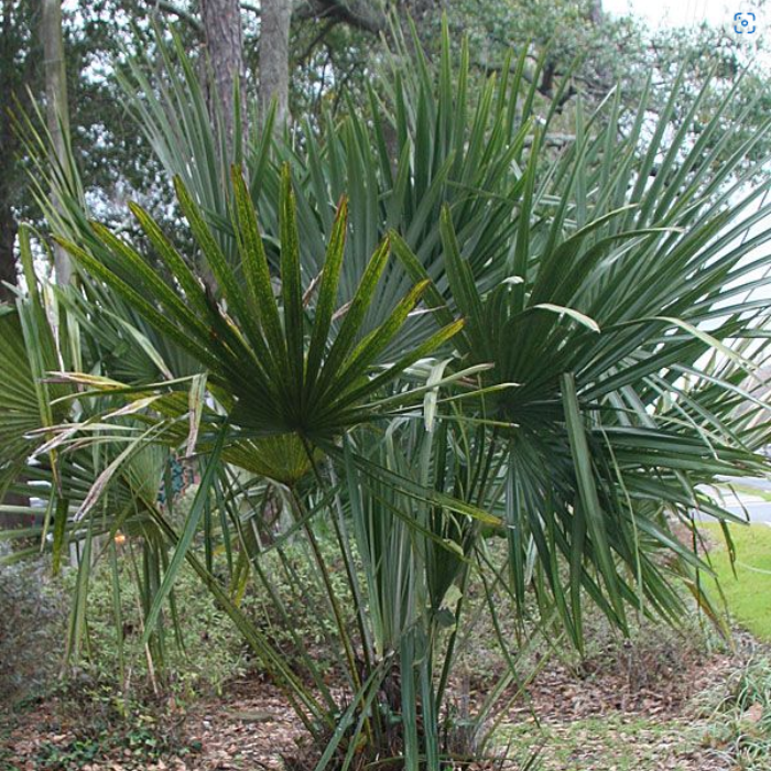 Needle Palm Tree (Rhapidophyllum hystrix)