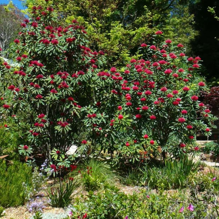 New South Wales Waratah (Telopea Speciosissima)