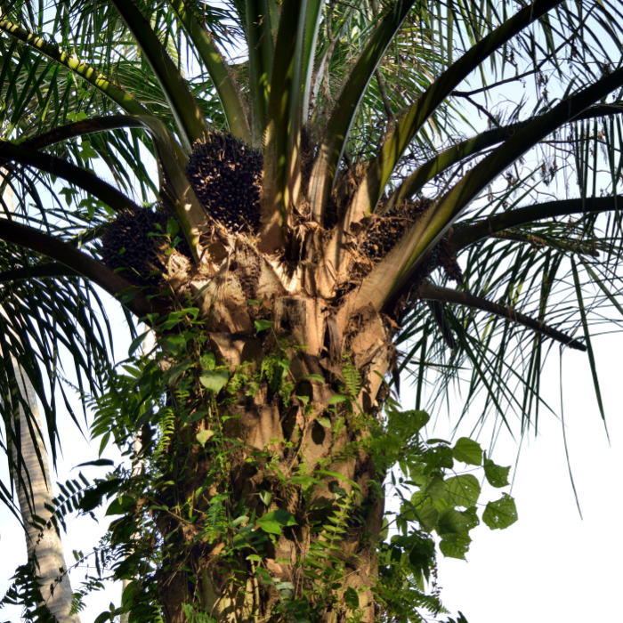 Oil Palm (Elaeis guineensis)