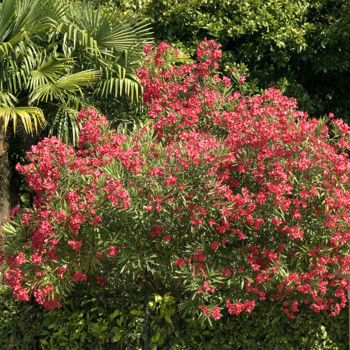 Oleander (Nerium oleander)