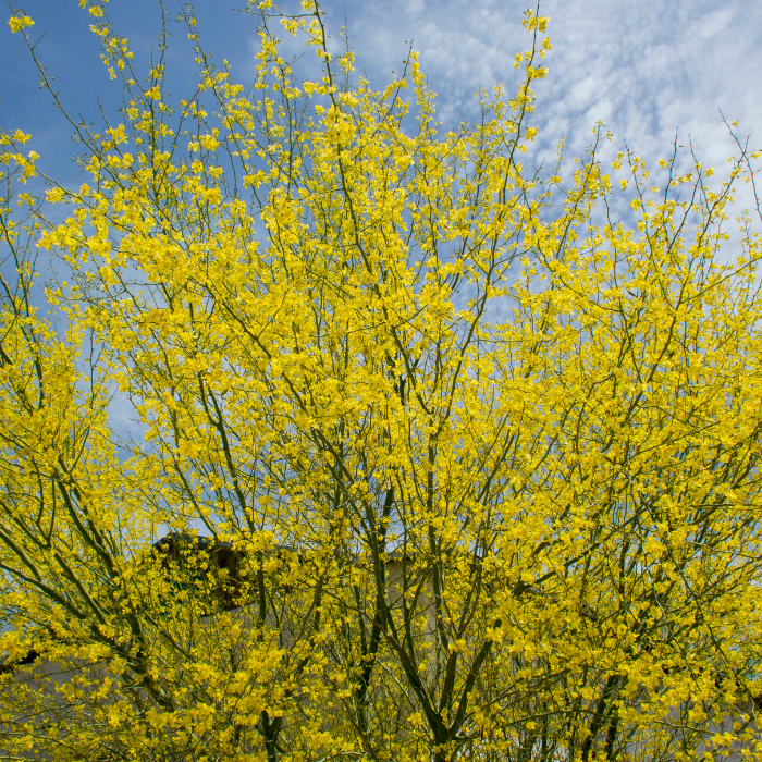 Palo Brea (Parkinsonia praecox)