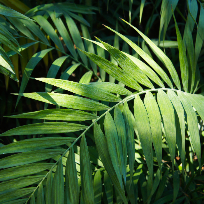 Parlour Palm (Chamaedorea elegans)