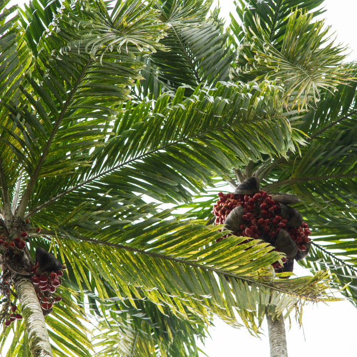 Peach Palm (Bactris gasipaes)