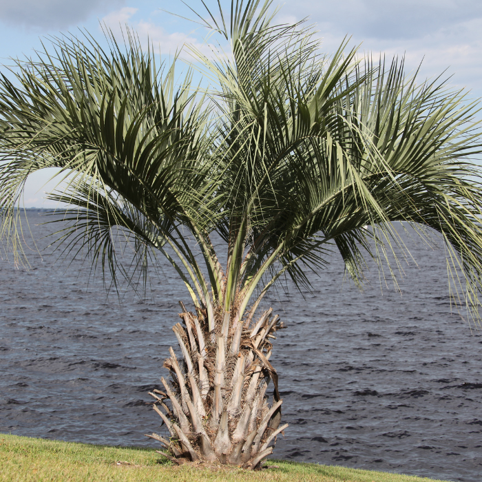 Pindo Palm (Butia odorata)