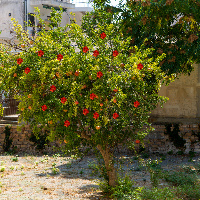 Pomegranate Tree (Punica granatum)