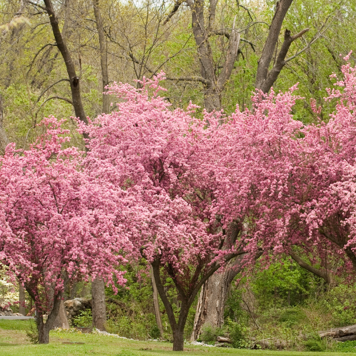 Prairie Crabapple (Malus Prairifire)