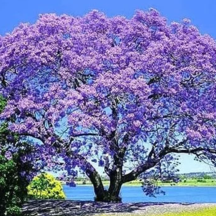 Princess Tree (Paulownia Tomentosa)