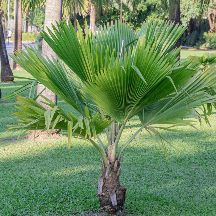 Pritchardia Palms (Pritchardia spp.)