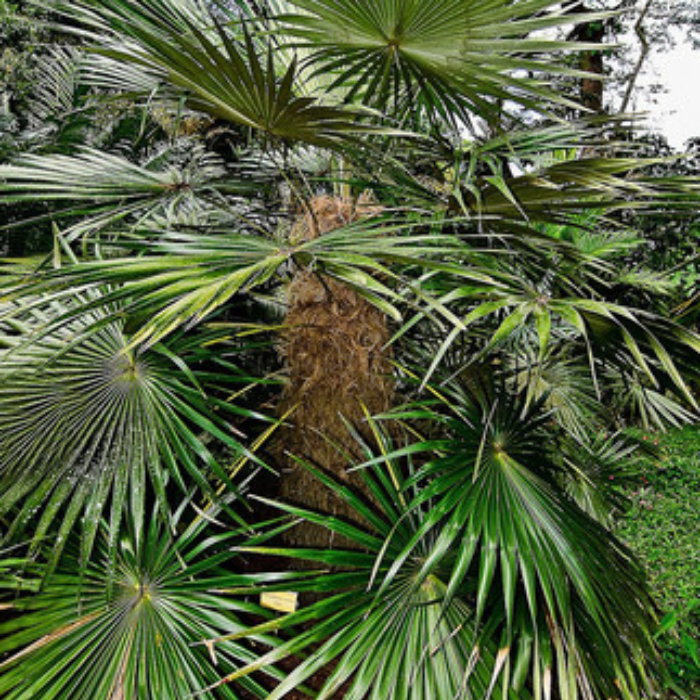 Puerto Rican Thatch Palm (Coccothrinax alta)