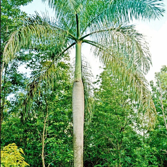 Puerto Rico Royal Palm (Roystonea borinquena)