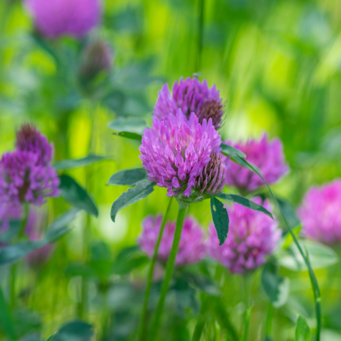 Purple Clover (Trifolium pratense)