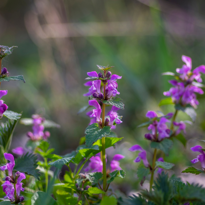 Purple Dead Nettle (Lamium purpureum)