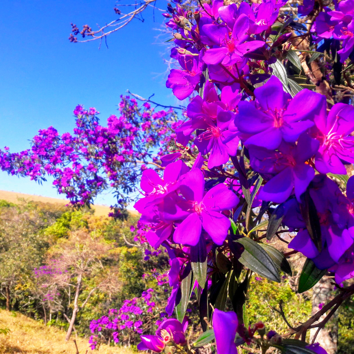 Purple Glory Tree (Tibouchina granulosa)