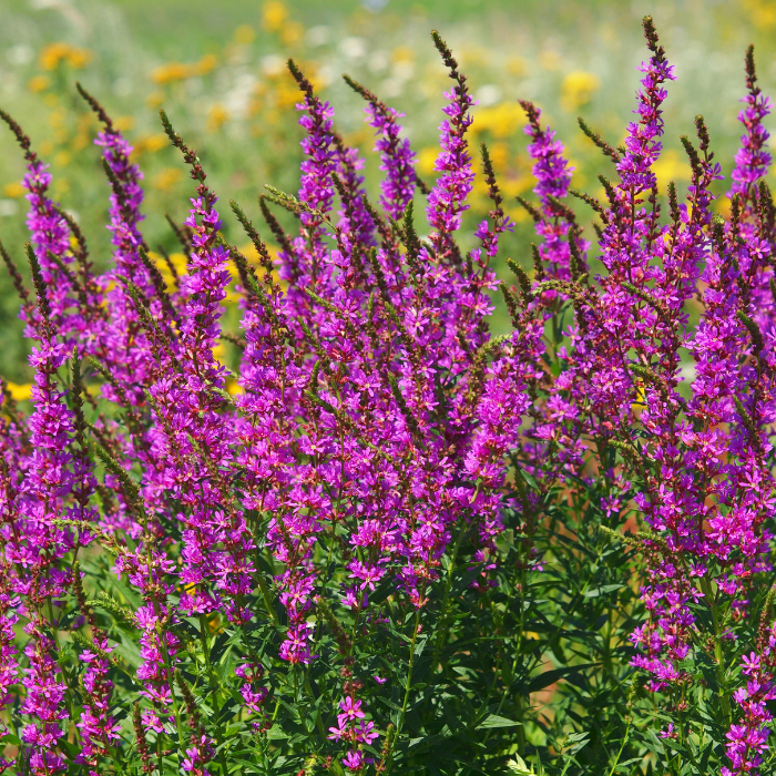 Purple Loosestrife (Lythrum salicaria)