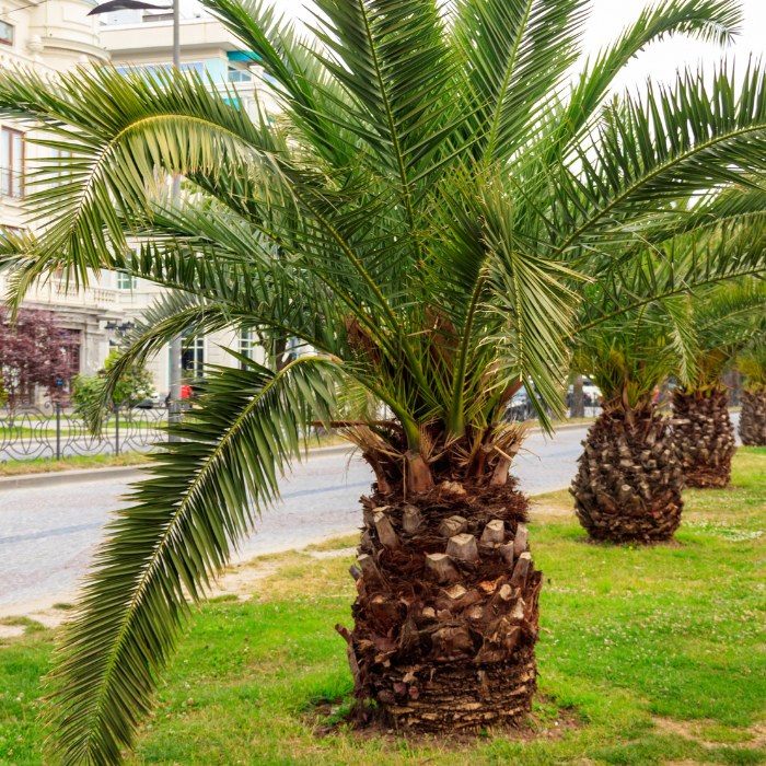 Pygmy Date Palm (Phoenix roebelenii)