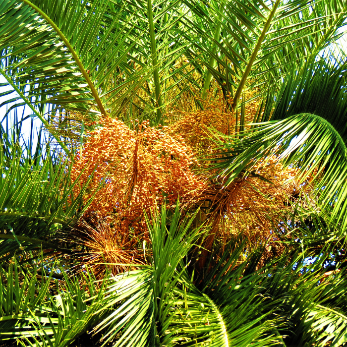 Queen Palm (Syagrus romanzoffiana)