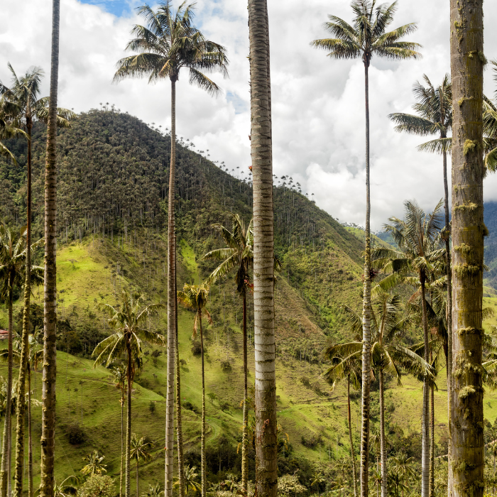 Quindío Wax Palm (Ceroxylon quindiuense)