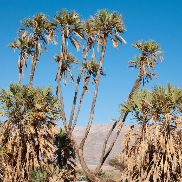 Real Fan Palm (Hyphaene petersiana)