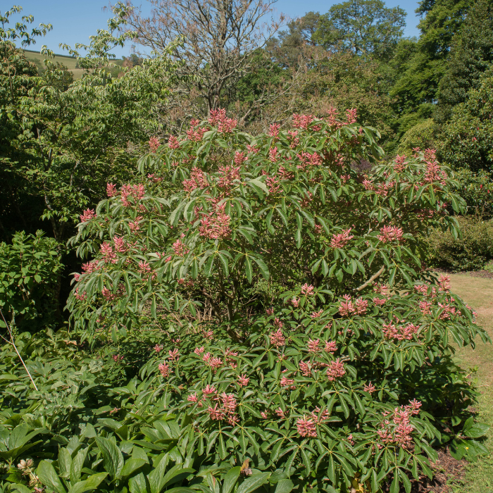 Red Buckeye (Aesculus pavia)