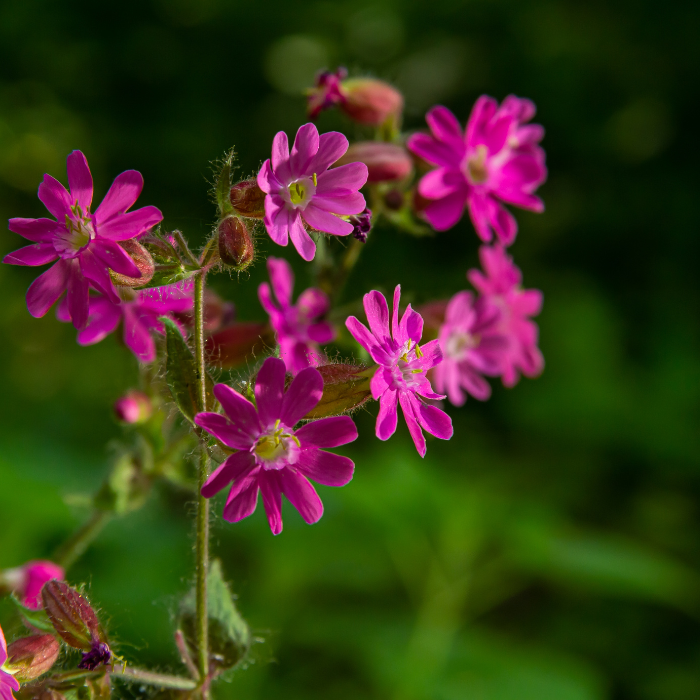 Red Campion (Silene dioica)