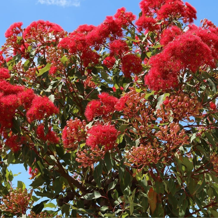 Red Flowering Gum (Corymbia ficifolia)