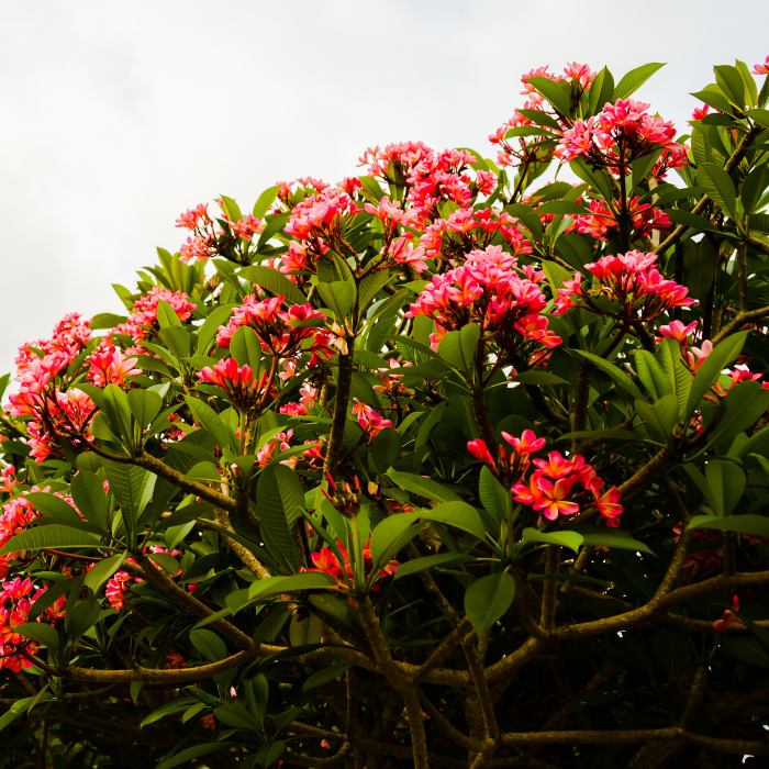 Red Frangipani (Plumeria rubra)